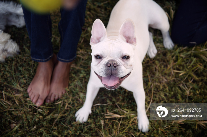 Dog and barefeet on grass