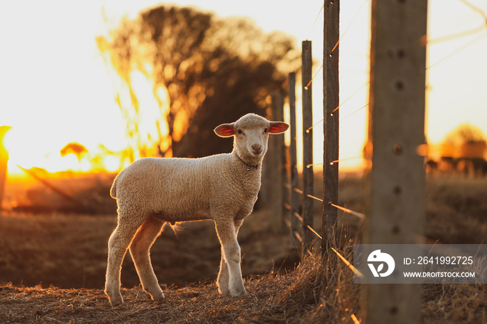 在金色的阳光下，戴着项圈站在农场围栏附近的美丽年轻宠物羔羊的库存图片