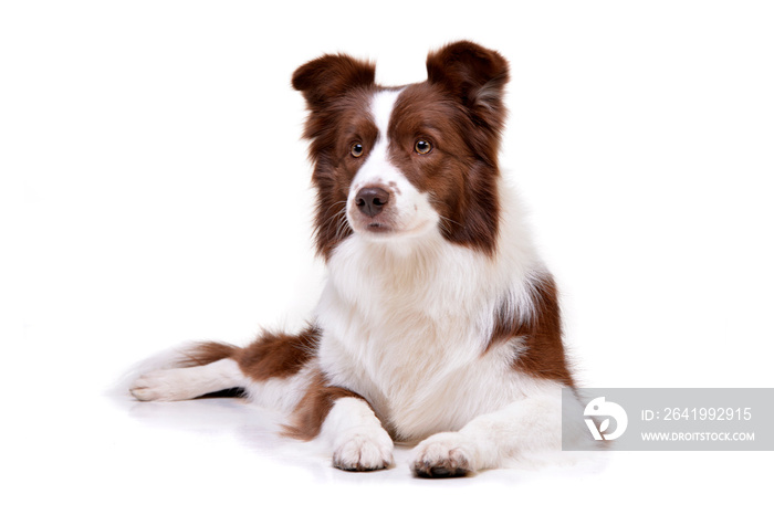 Studio shot of an adorable Border Collie