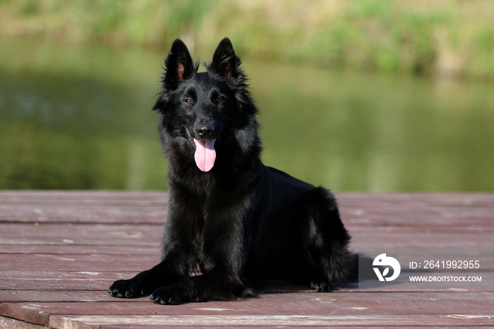绿色背景的黑色groenendael犬的夏季肖像。工作敏捷的比利时牧羊犬gro
