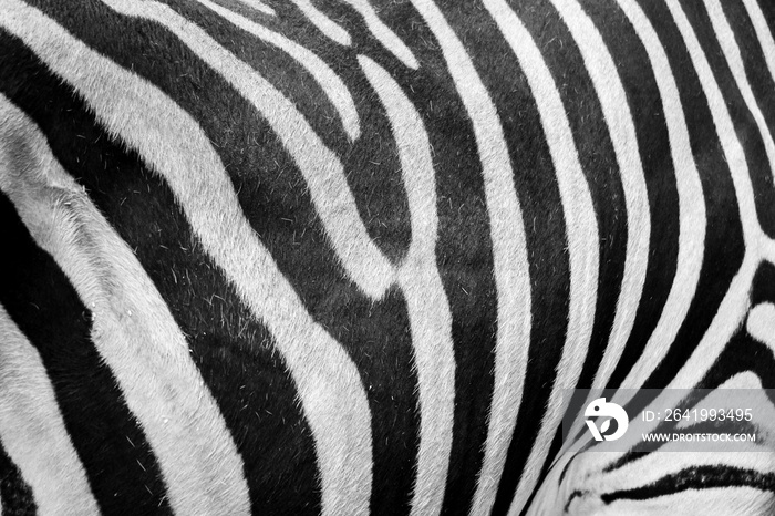 Black and White Close up of Zebra Pattern