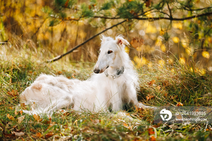 White Russian Borzoi, Russian Hunting dog sit in autumn grass.