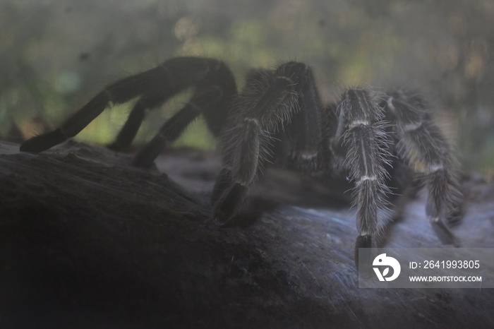 隧道里捕到蛛网的大型蜘蛛动物