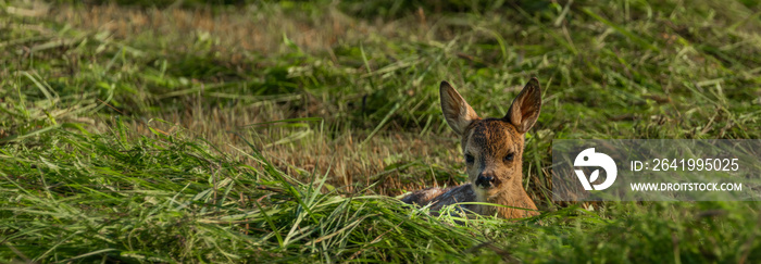炎热晴朗的夏日，小鹿躺在刚刚修剪过的田地里