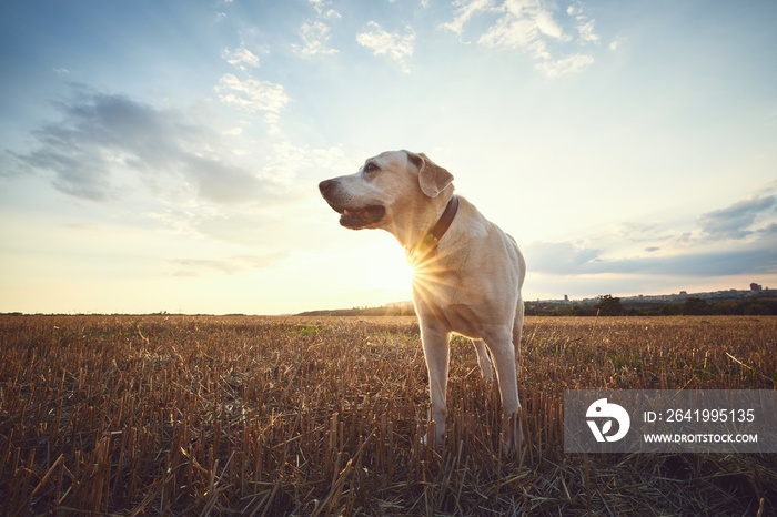 Dog on field at sunset