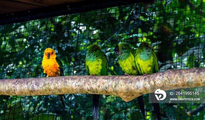 Sun Parakeet standing out close to Nanday Parakeets at Parque das Aves - Foz do Iguacu, Parana, Braz