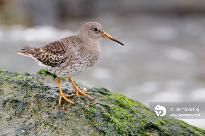 Purple Sandpiper (Calidris maritima) on rock at Barnegat Jetty, New Jersey