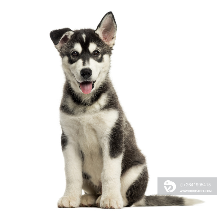 Husky malamute puppy sitting, panting, isolated on white