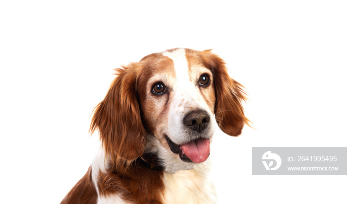 Beautiful portraits of a dog