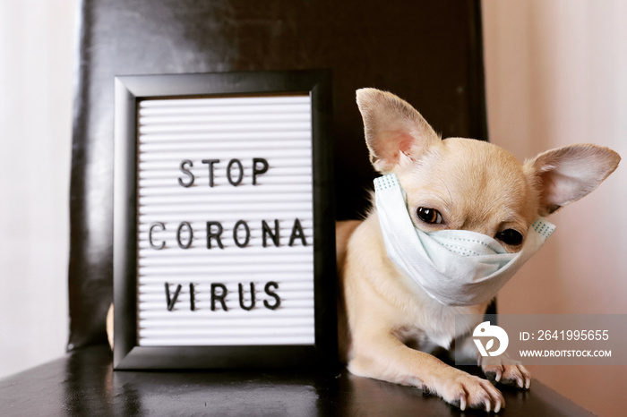 戴着医用口罩和白板的迷你吉娃娃狗阻止冠状病毒