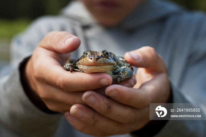 Cropped image of boy holding frog