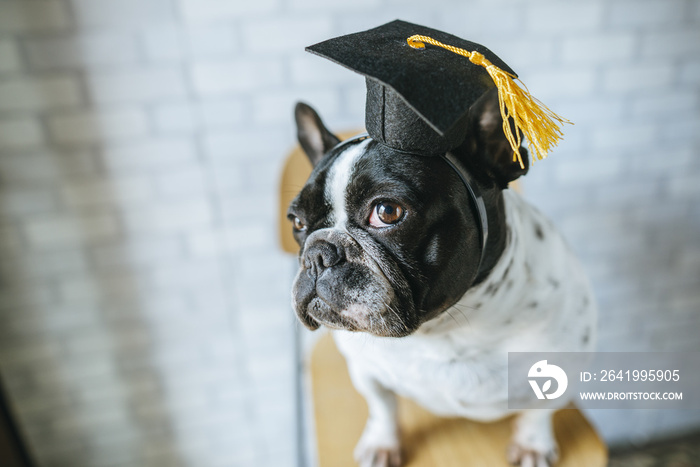 Portrait of dog with student cap