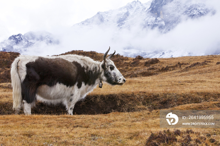 Cow standing in meadow