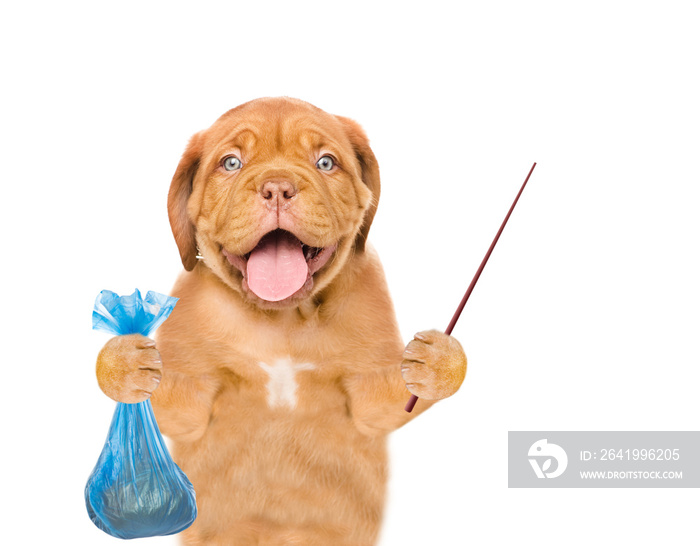 小狗拿着塑料袋和指向棒。概念清理狗的粪便。隔离在白色bac上