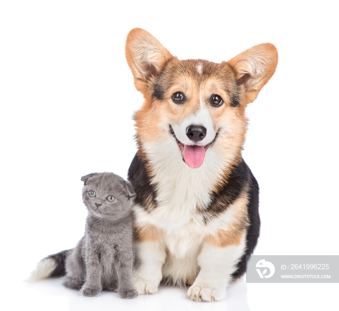 柯基犬与小猫坐在一起。隔离在白色背景上