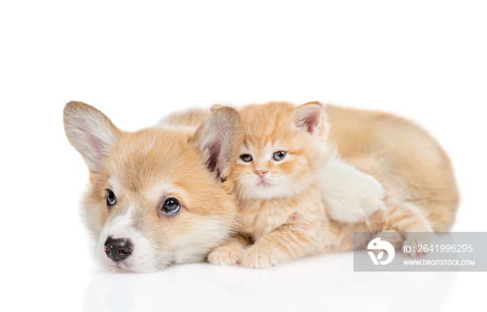 Cute Pembroke welsh corgi puppy hugs tiny kitten. isolated on white background