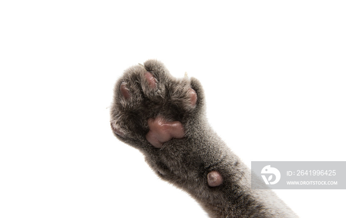 gray cat paw