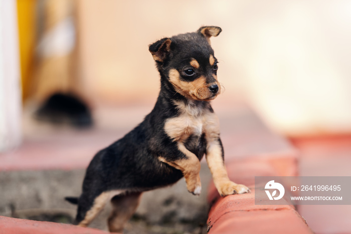 Close up of adorable little puppy standing outdoors and looking at something with one paw up.