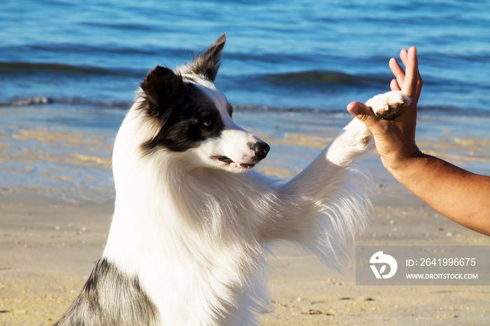 border collie dog gives paw his owner closeup with human hand