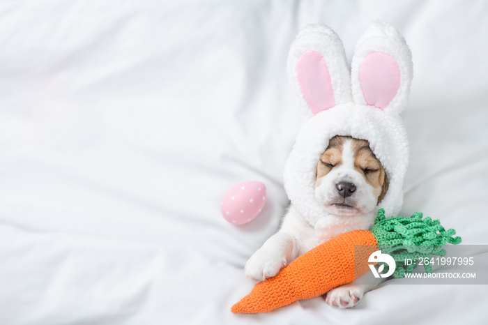 戴着复活节兔子耳朵的小猎犬小狗在温暖的白色毯子下与编织的胡萝卜睡在床上