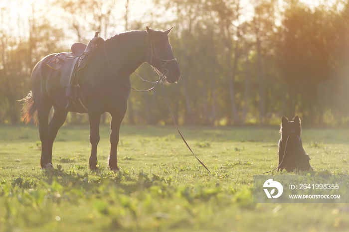 Thoroughbred brown Latvian riding horse with a saddle staying on a green grass being held on a lead 