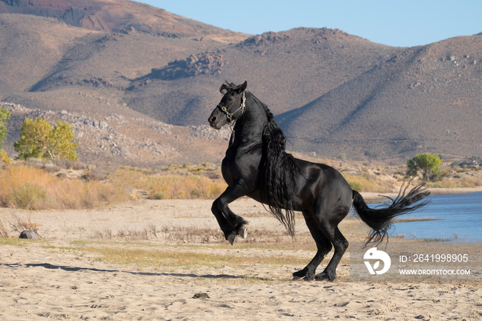 Friesian Stallion