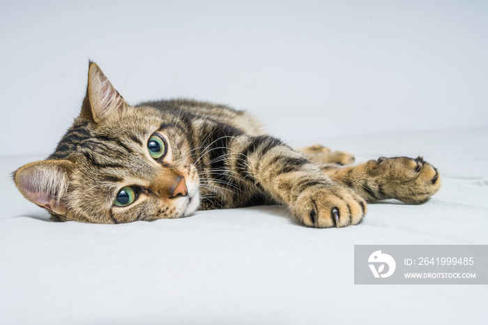 Beautiful short hair cat lying on the bed at home