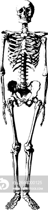 vintage skeleton with a transparent background