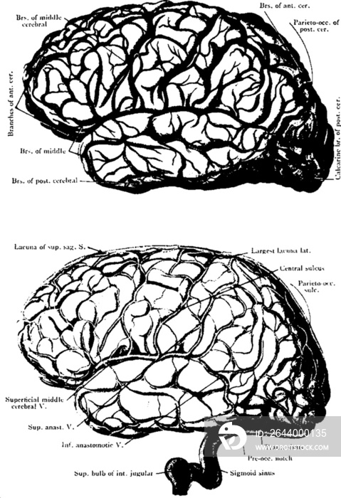 vintage brain diagrams with a transparent background