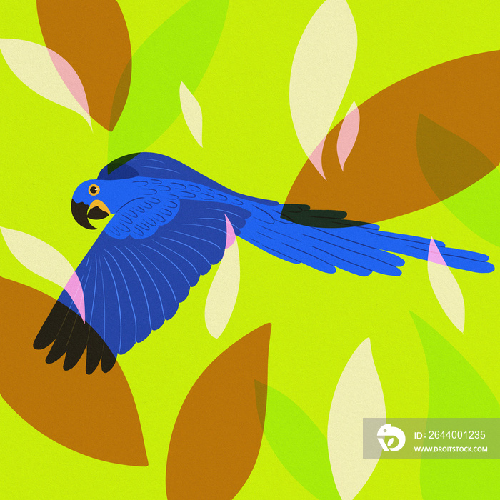 blue macaw flying  arara  green background