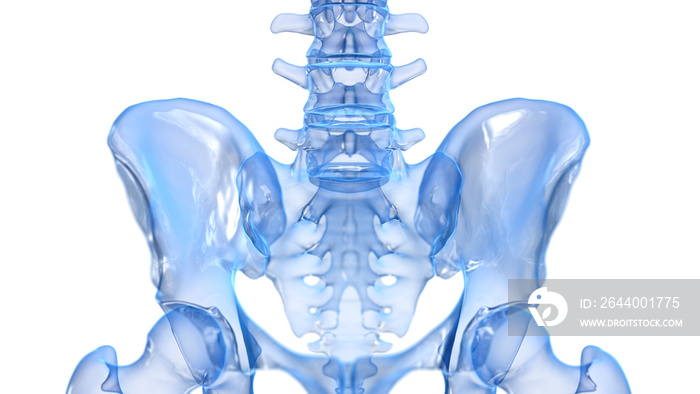 骶髂关节三维渲染图
