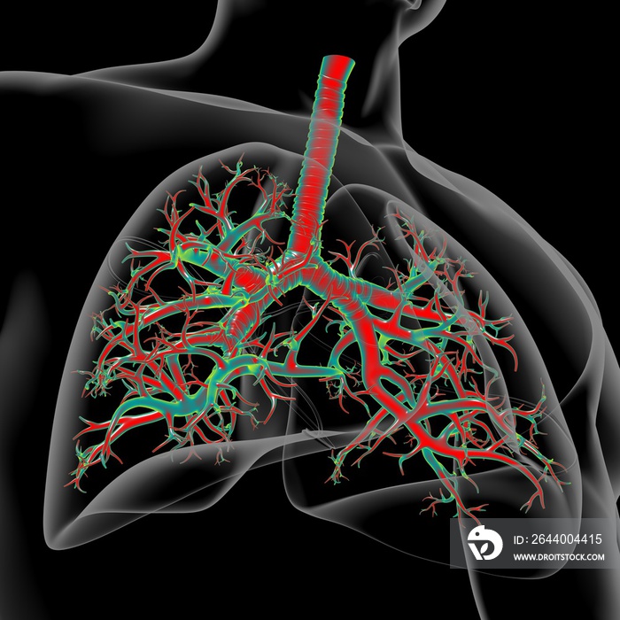 Lungs Human Respiratory System Anatomy For Medical Concept 3D