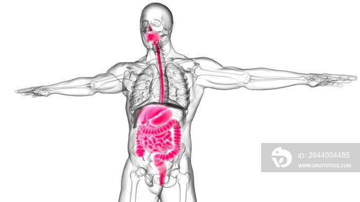 用于医学概念的人体消化系统解剖3D渲染