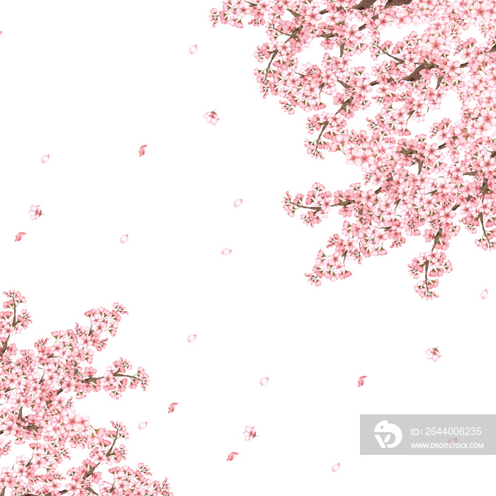 桜の花水彩画