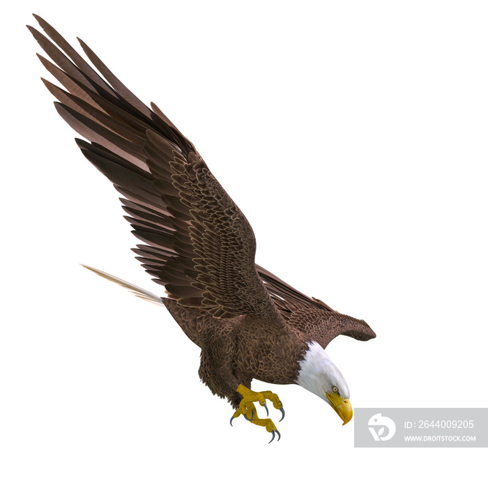 bald eagle hunting down on white background