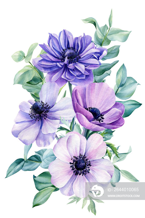 Bouquet of flowers of anemones, branches and leaves of eucalyptus on a white background, watercolor 
