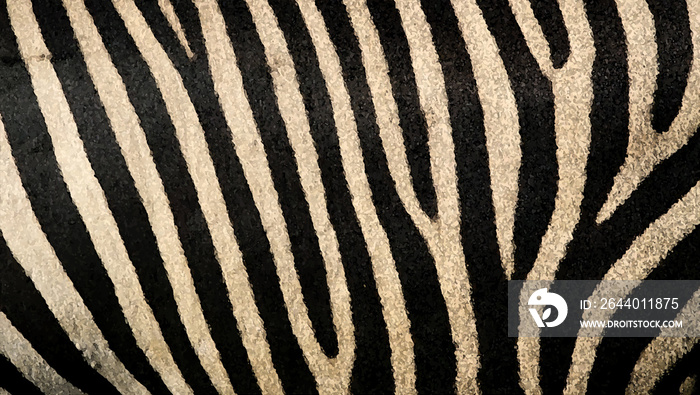 Zebra skin color pattern illustration