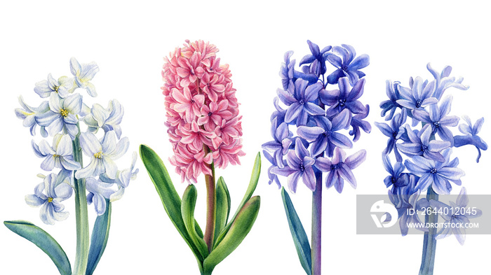 Set hyacinths flowers on a white background, watercolor illustration, flora design, botanical painti