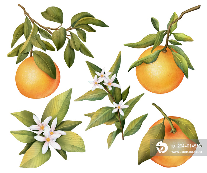 手绘水彩套装，盛开的橙色树枝，花朵和橙色，孤立的插图