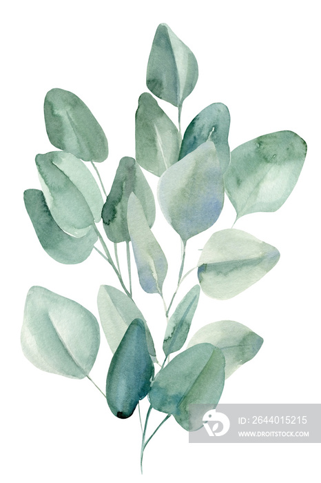 Flora design, bouquet of leaves eucalyptus on isolated white background, watercolor illustration