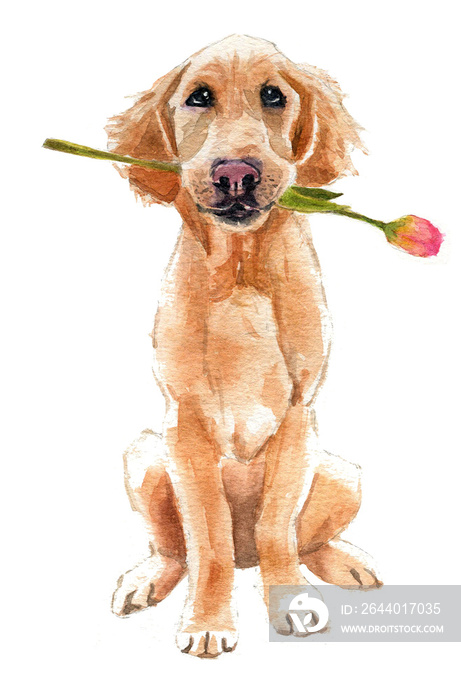 Cane seduto con fiore nella bocca, dipinto  ad acquerello isolato su sfondo bianco