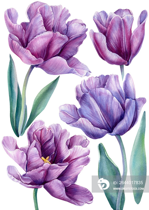 Set of flowers on an isolated white background. Watercolor illustrations. Purple tulips