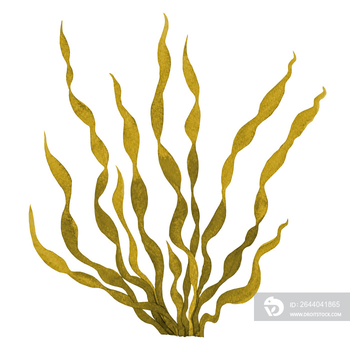 Brown Seaweed ,Kelp in the ocean ,watercolor hand painted element isolated on white background. Wate