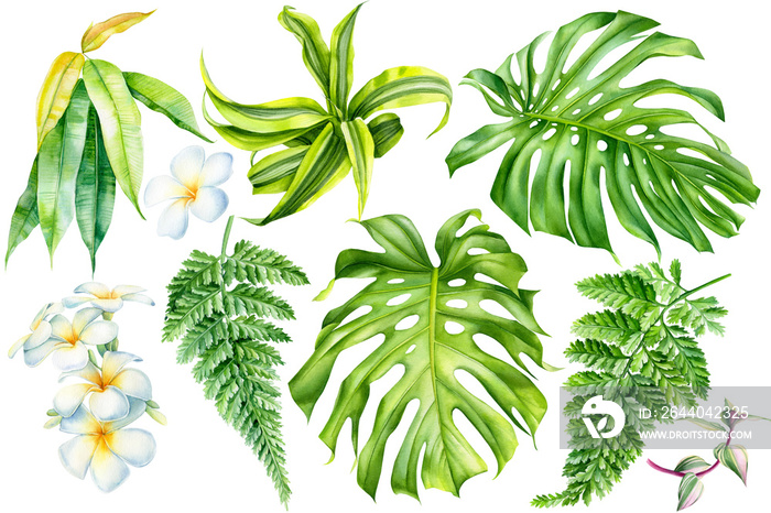 set of tropical plants, liana, monstera leaf, plumeria flowers, fern, ficus on an isolated white bac