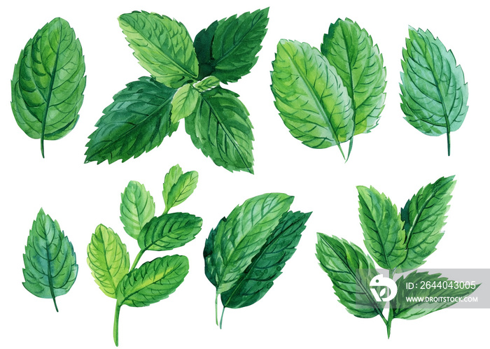 Set of mint leaves on isolated white background, watercolor illustration, herbs digital clip art