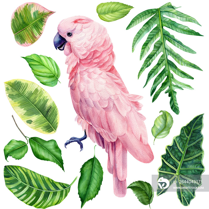 粉色鹦鹉和热带花朵，孤立的白色背景，水彩画，手绘