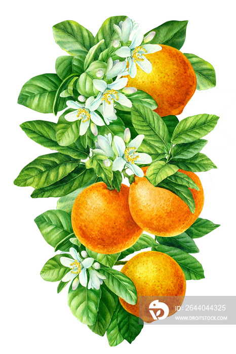 Branch of orange, mandarin on an isolated white background, watercolor illustration, botanical paint