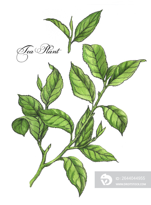 Hand-drawn botanical illustration of the tea. Green plant, branch with tea leaves