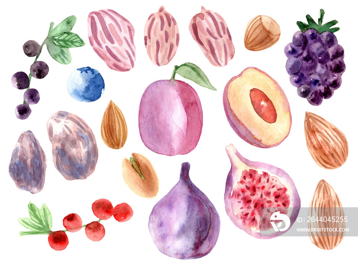 手绘水彩李子、无花果、蓝莓、葡萄干、醋栗、榛子、开心果、杏仁、花生，