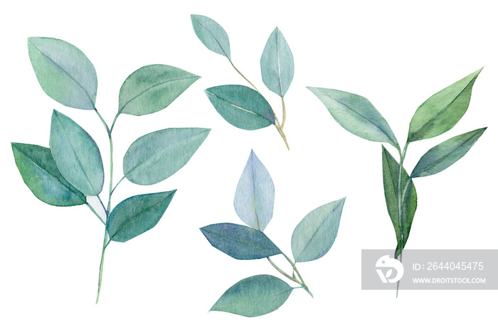 set of green elements, branches and leaves of eucalyptus, watercolor painting, hand drawing,